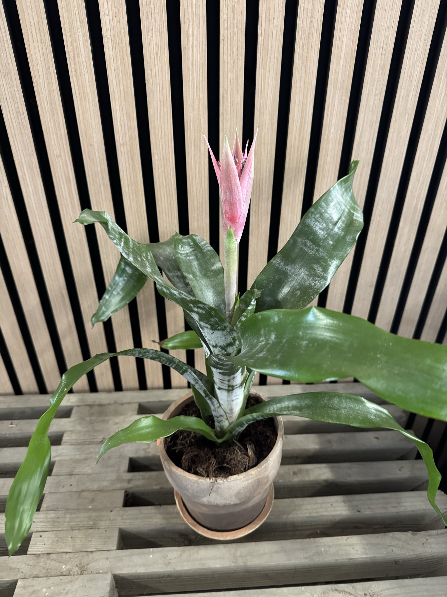 Juvelblomst m. Skuljer💖