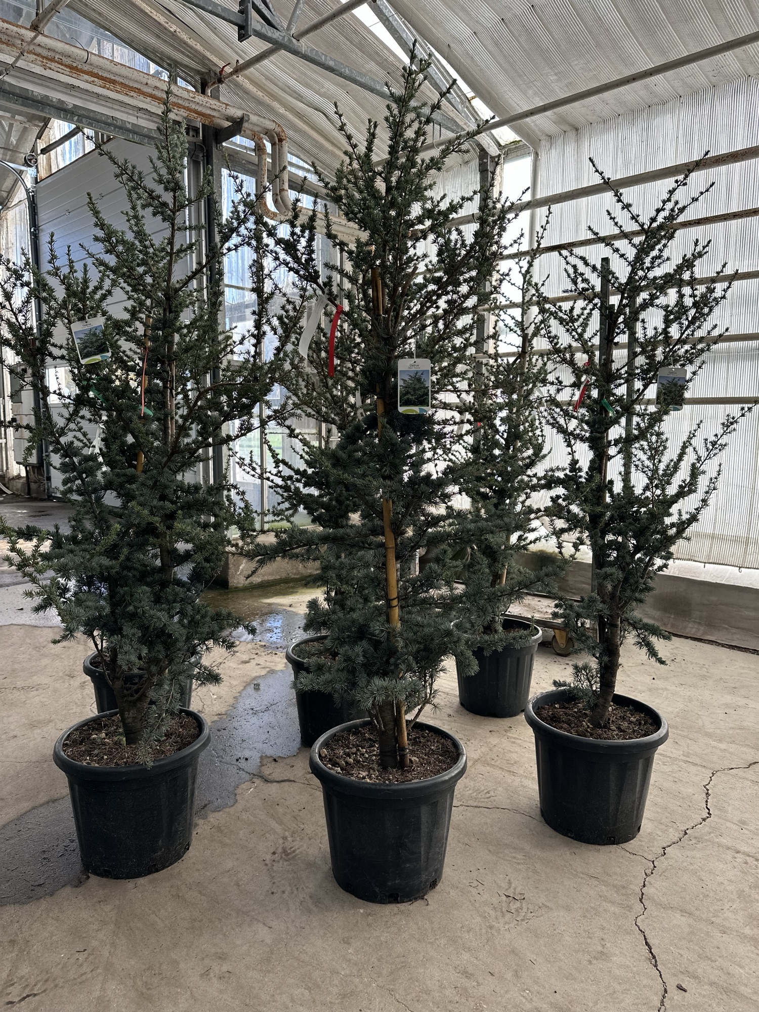 Cedertræ🌲